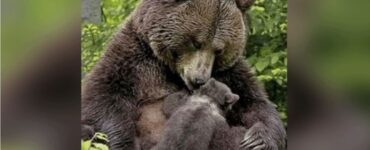 orso aiuta cucciolo