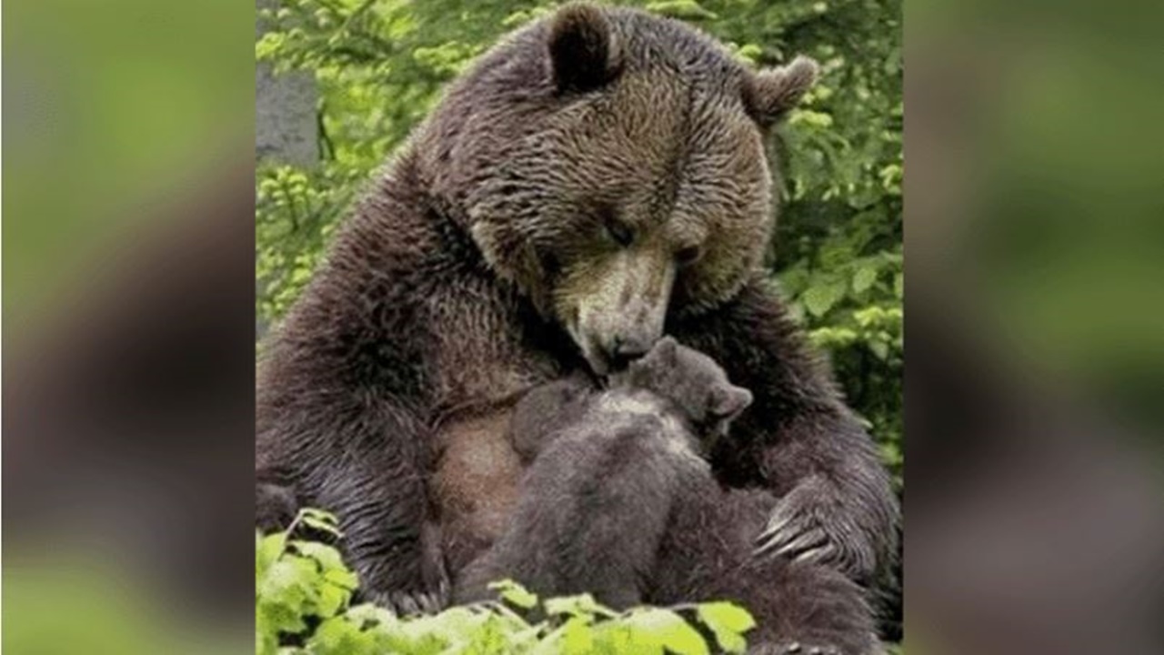 orso aiuta cucciolo