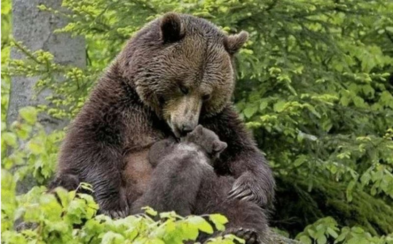 orso aiuta abbraccio
