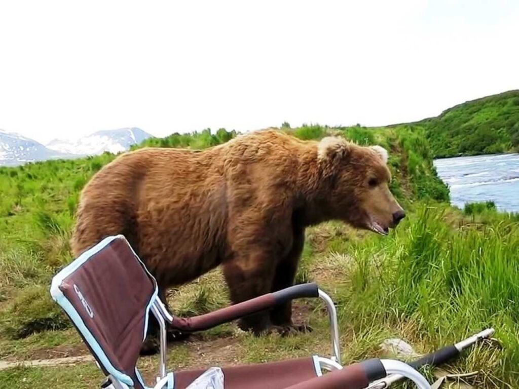 orso grizzly fa amicizia con un fotografo