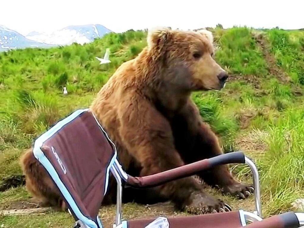 orso grizzly fa amicizia con un fotografo