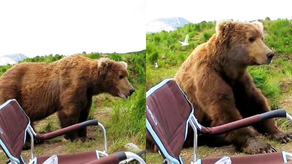 orso grizzly fa amicizia con un fotografo