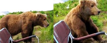 orso grizzly fa amicizia con un fotografo