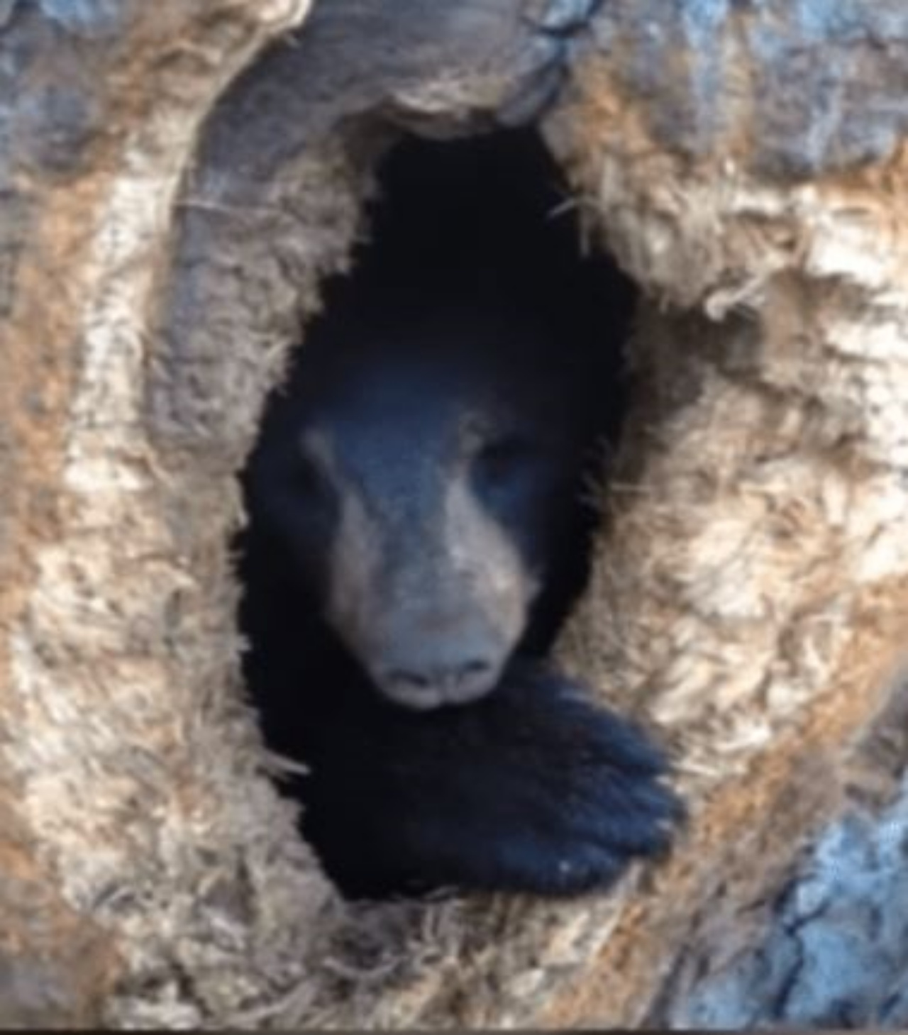 Un orso in un albero