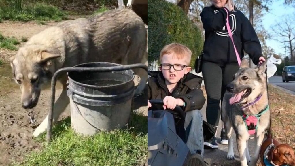 cane con la sua nuova famiglia