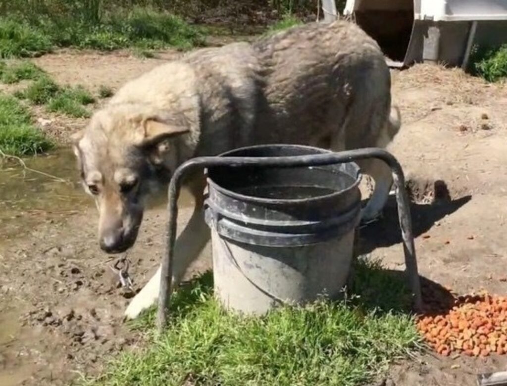 cane trattato male