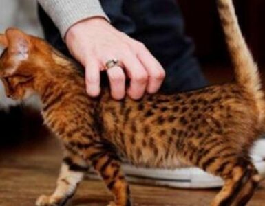 ecco perchè il gatto alza la coda
