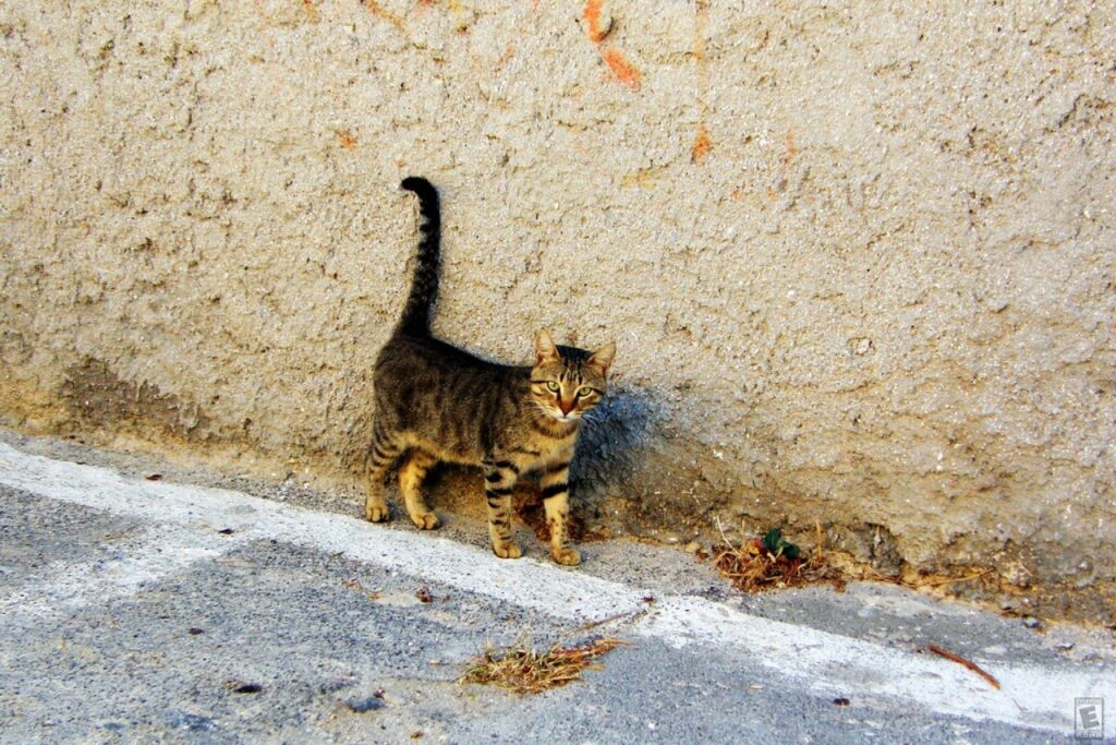 micio vicino il muro