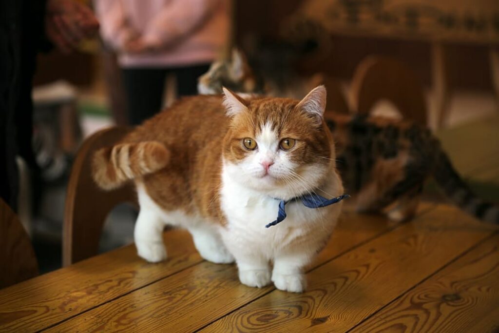 gatto con la coda bassa