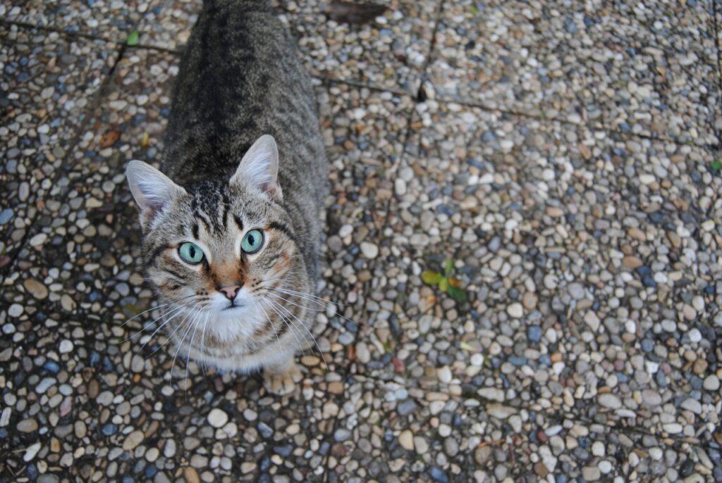 gatto alza la coda