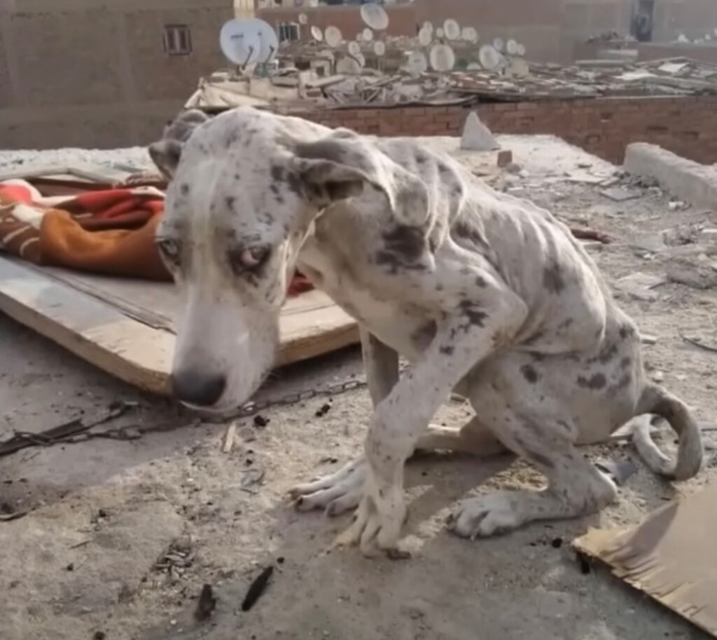 cane randagio che ha mangiato delle pietre