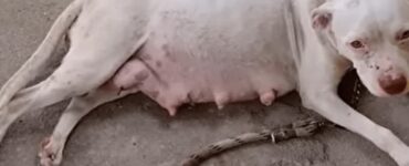 Pitbull incinta partorisce in auto