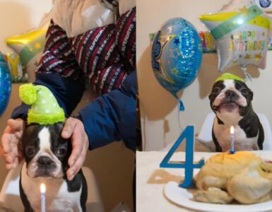 cane con pollo di compleanno