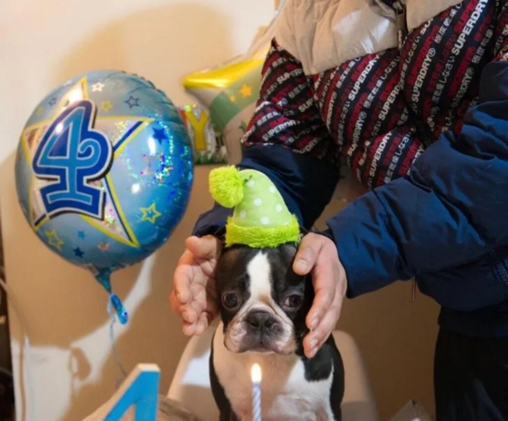 cane con pollo di compleanno