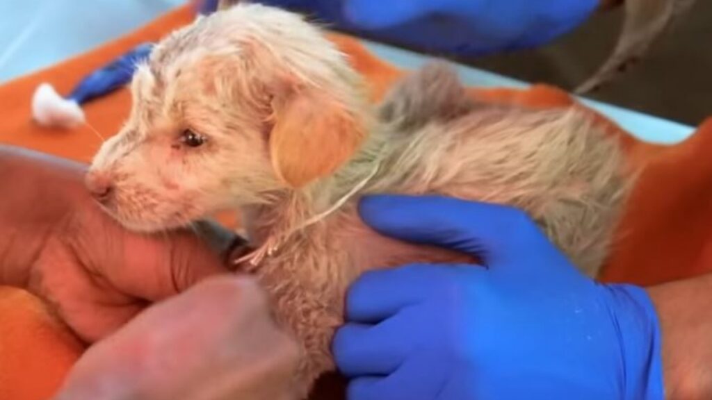 Lo staff veterinario è riuscito a salvarlo nonostante le sue gravi condizioni