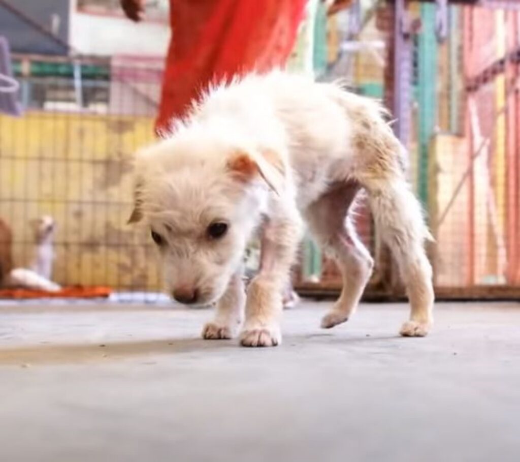 Il cucciolo è stato molto fortunato a sopravvivere