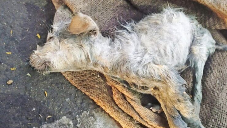 Un cucciolo cade in un tombino mentre passeggia con il suo padrone