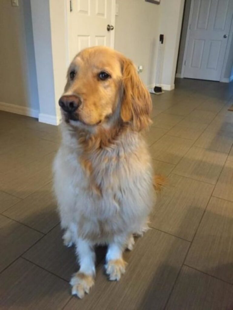 cane con problemi mentali