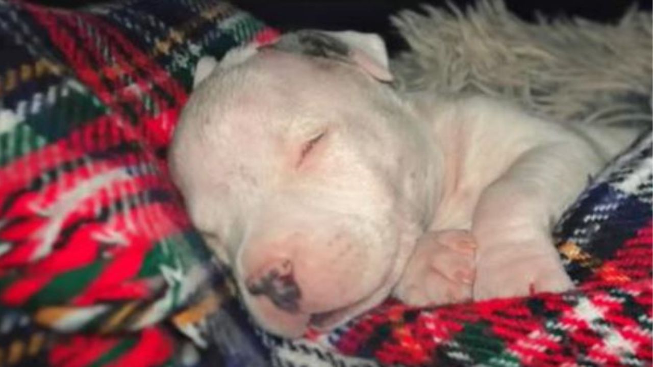 Un cucciolo di cane che si chiama Bing Bong