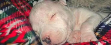 Un cane dal pelo bianco