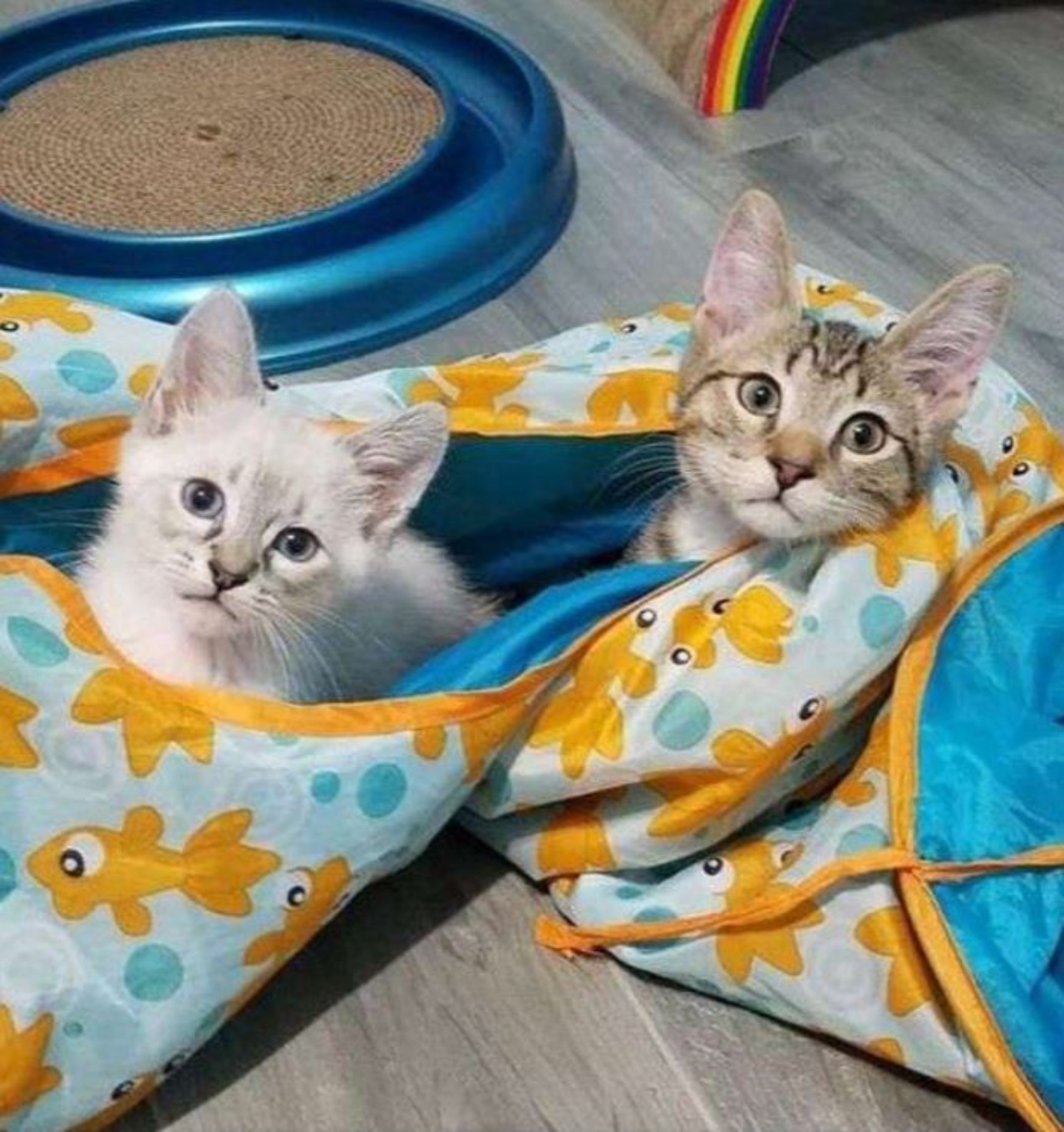 Due gattini che giocano insieme