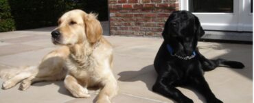 Le due razze Retriever contro