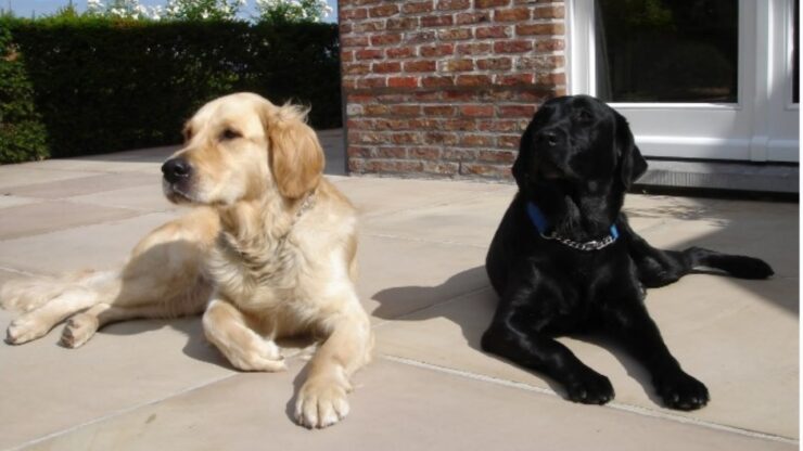 Le due razze Retriever contro