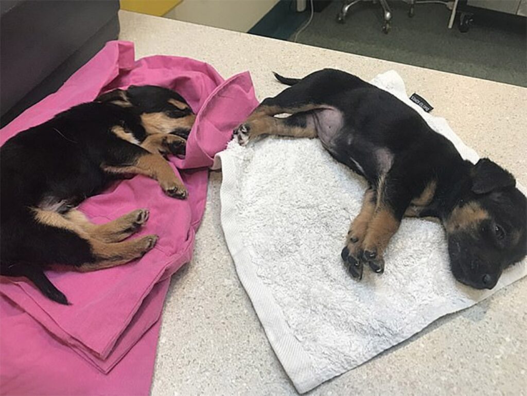 cucciolo trovato in un sacchetto per congelare