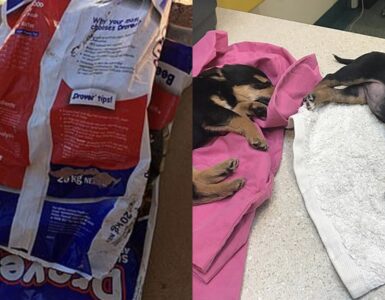 cucciolo trovato in un sacchetto per congelare