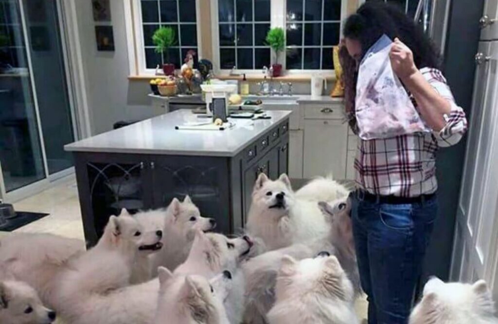 Samoiedo: una razza canina
