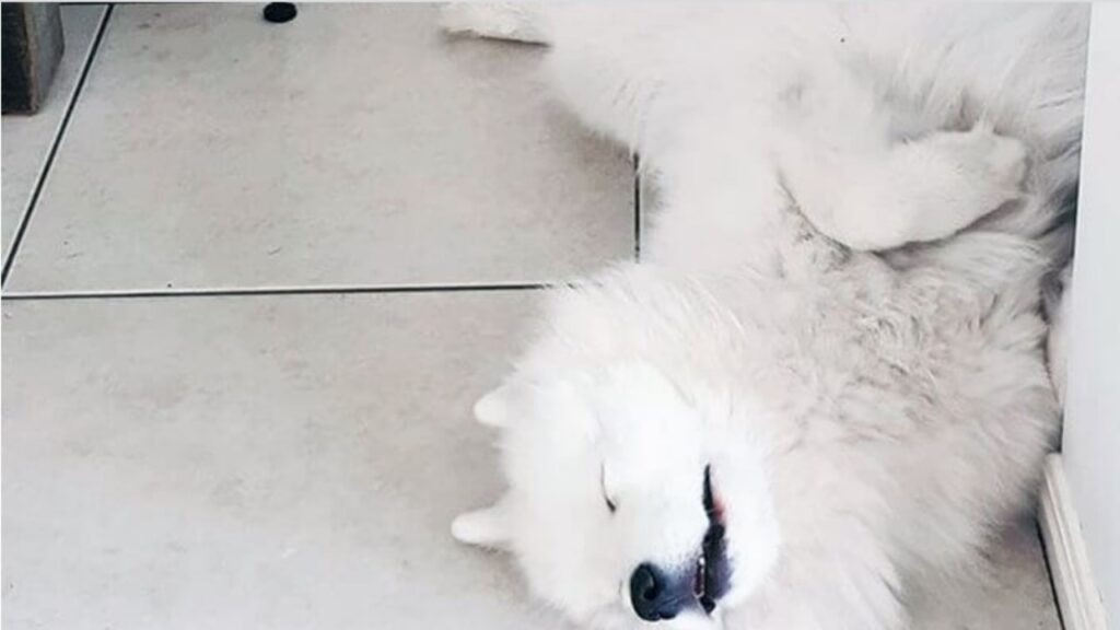 Samoiedo: una razza canina