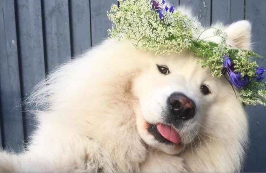 Samoiedo: una razza canina