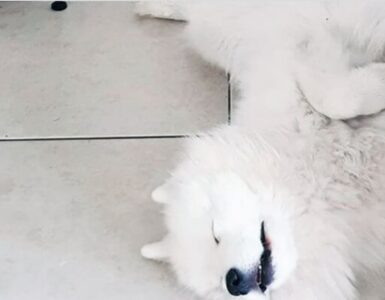 Samoiedo: una razza canina