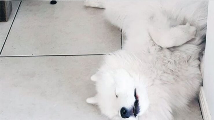 Samoiedo: una razza canina