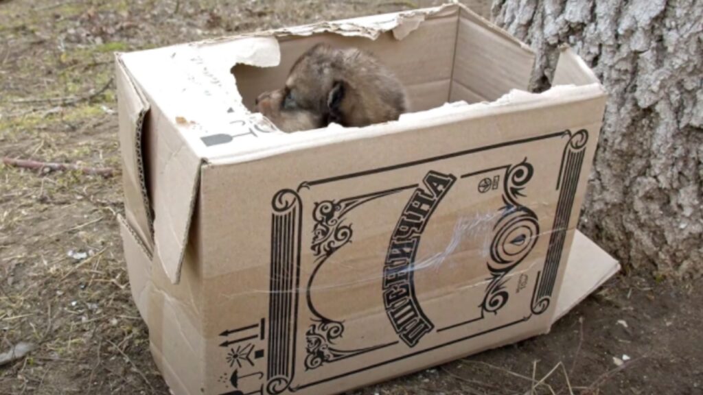 cani trovati in una scatola