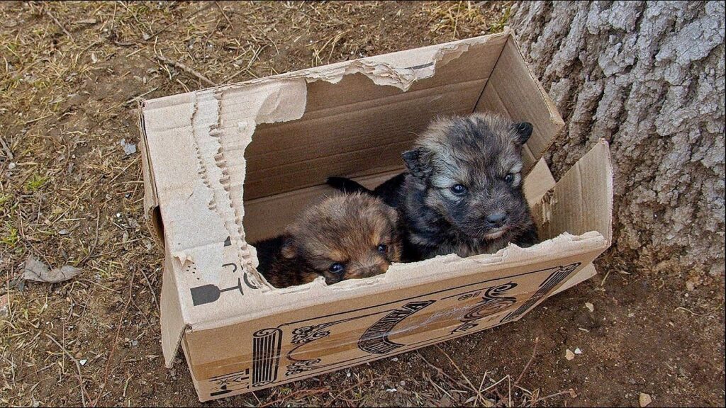 cani trovati in una scatola