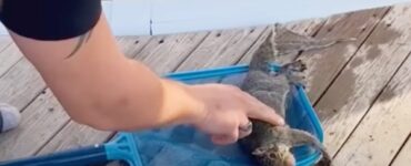 Scoiattolo salvato grazie alle compressioni