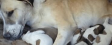 soldati americani cuccioli