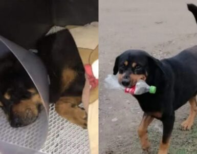 cane che gioca con spazzatura