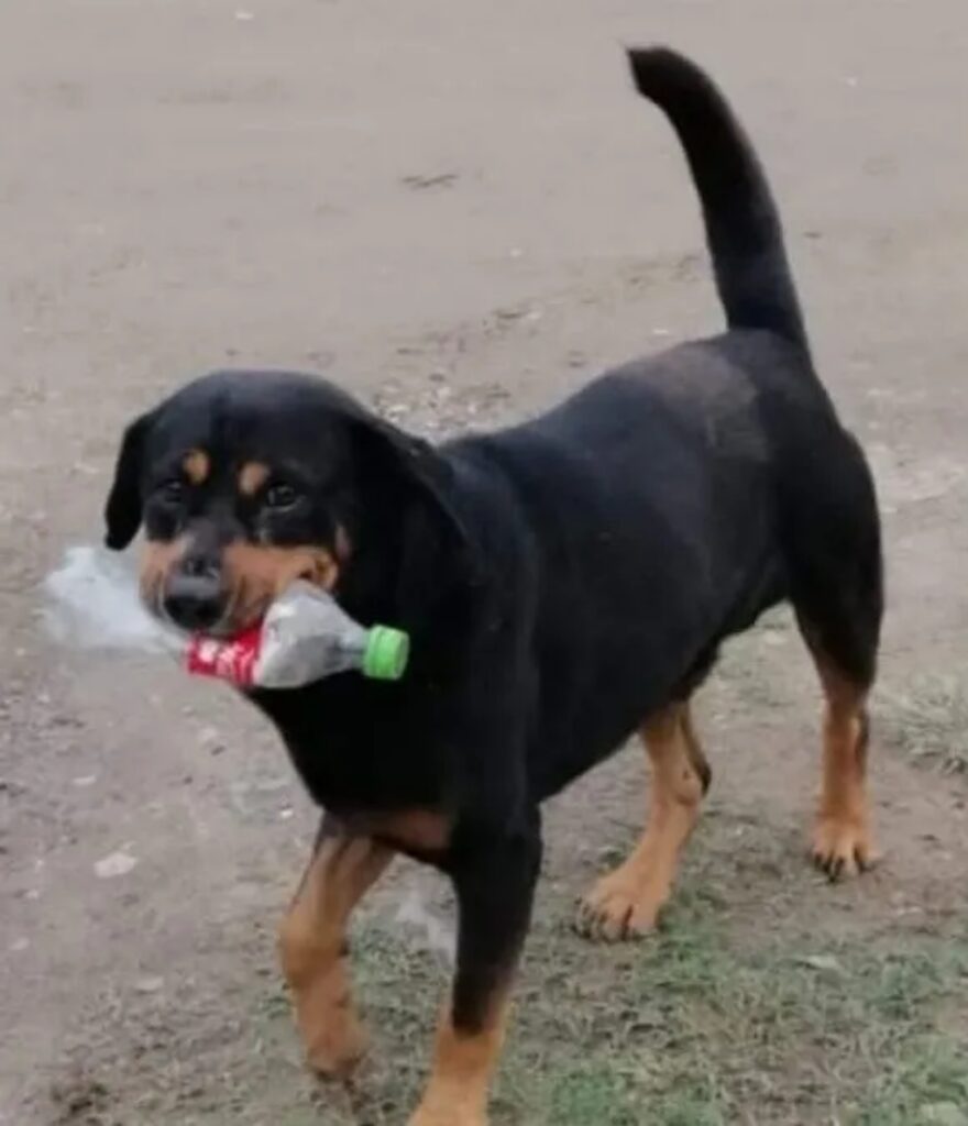 cane che gioca con spazzatura