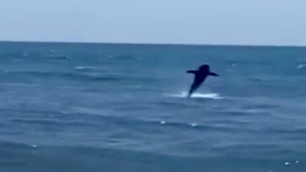 Squalo in spiaggia si comporta come un delfino