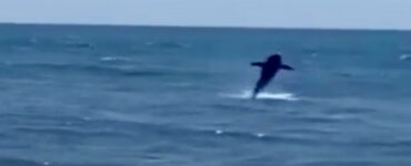 Squalo in spiaggia si comporta come un delfino