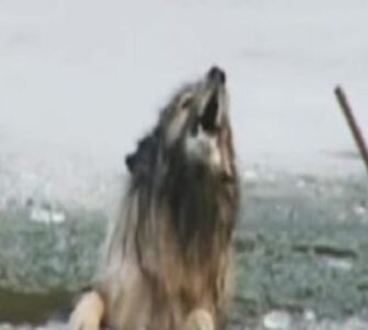 cane cade in uno stagno ghiacciato