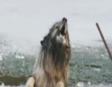 cane cade in uno stagno ghiacciato