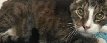 un gatto di nome Thomas