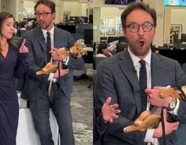 cane si addormenta in diretta tv