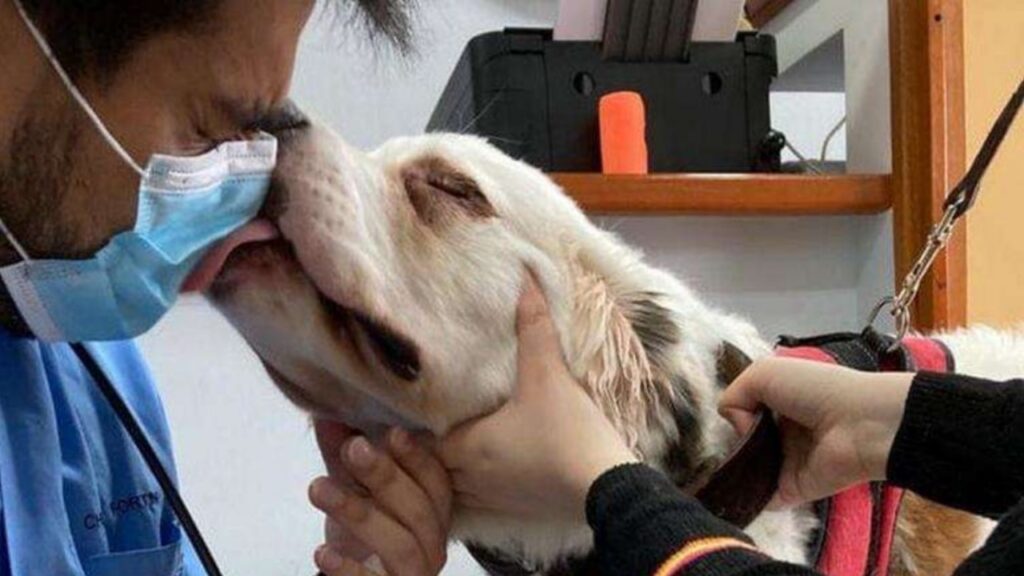 Foto che mostrano il lavoro del veterinario