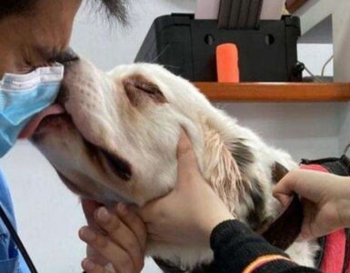 Foto che mostrano il lavoro del veterinario