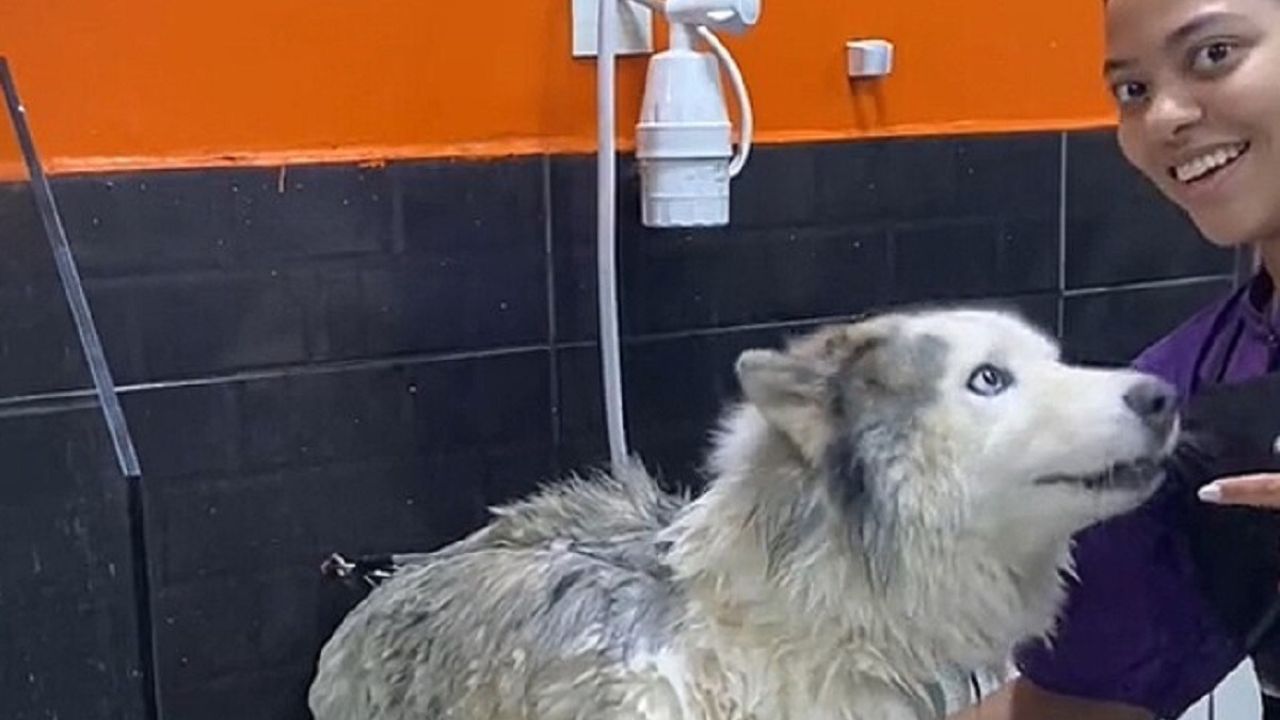 Husky siberiano viene lavato