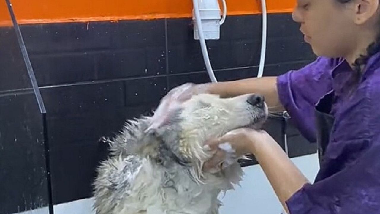 Husky siberiano viene sottoposto a lavaggio